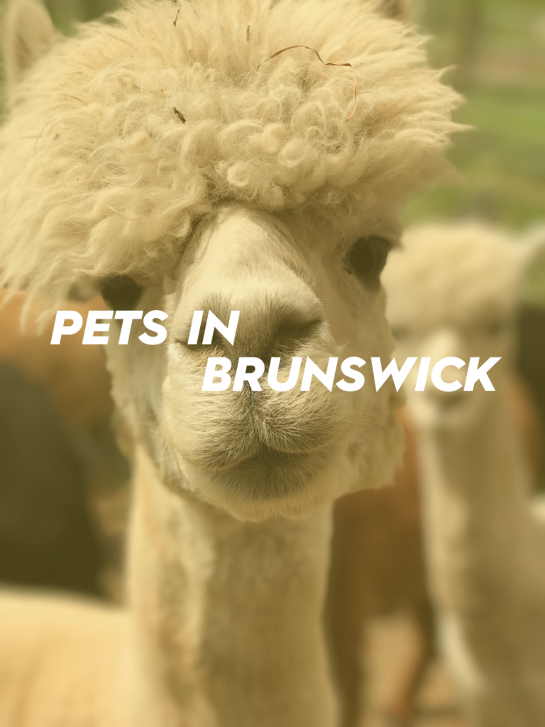 Pets in Brunswick