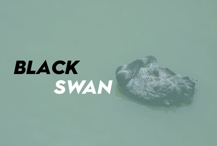 Black Swan - Brunswick Daily